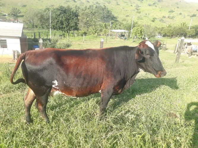 Vaca 