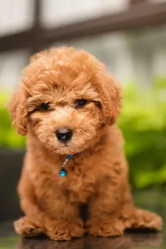 ? Poodle Disponível | Seu Novo Melhor Amigo Pode Estar Aqui