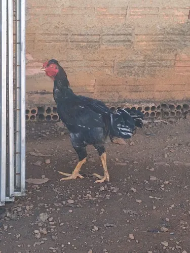 Vendo um galo