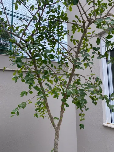vaso polietileno preto 160L + pé de acerola em produção