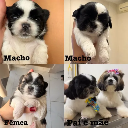 Shitzu fêmea