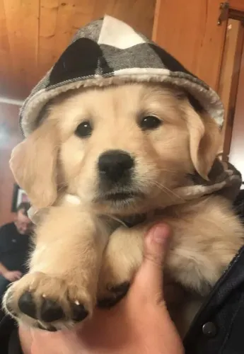 Golden Retriever Um coração enorme em quatro patas
