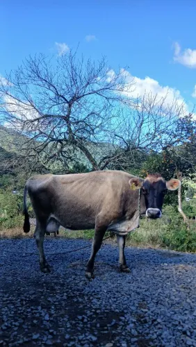 Vaca seca prenha 3 meses