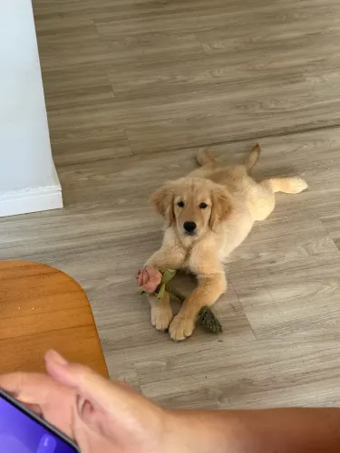 Vendo ou troco Golden Retriever fêmea 