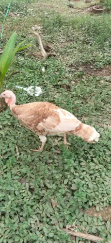 Peru 