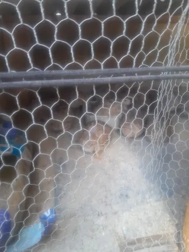     Viveiro com 30 codornas ja botando  500 reais 