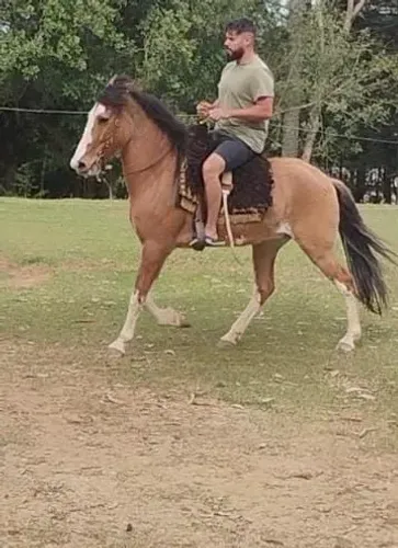 Cavalo marchador 