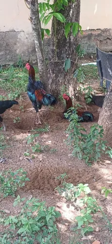 Frango caipira