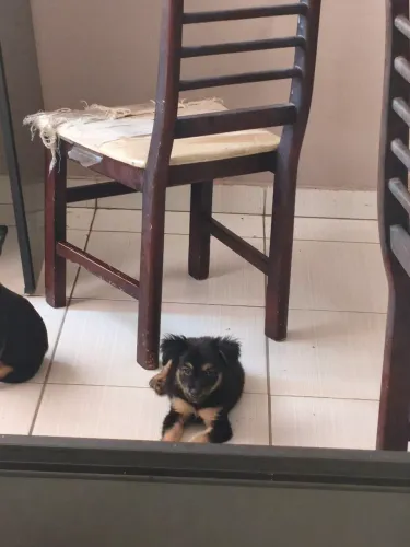ADOÇÃO DE CACHORRO FILHOTE
