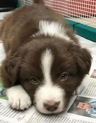 Border Collie com 1ª Dose da Vacina Inclusa