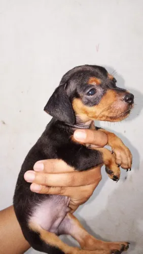 Cachorro pinscher 2