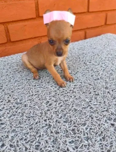 Pinscher fêmea 00