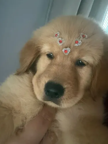 Golden retriever filhotes com Pedigree 
