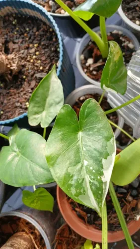 Alocasia Macrorrhizos variegata 