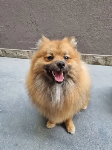 Spitz alemão pequeno - macho - com 9 meses e todas as vacinas, não castrado