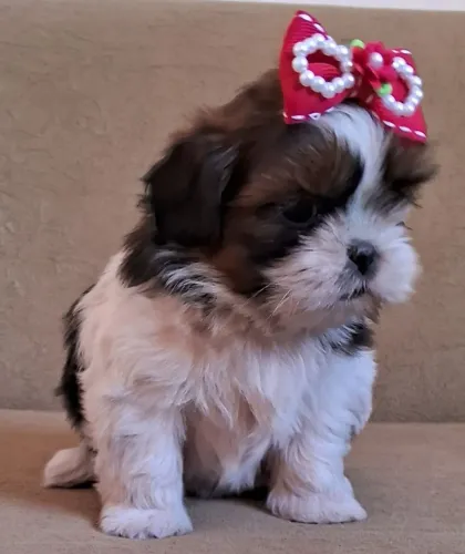 SHIH TZU FÊMEAS