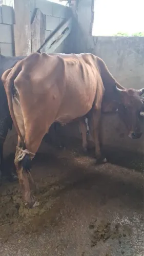 Vacas