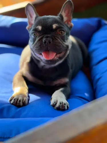 Cãozinhos encantadores esperando por você