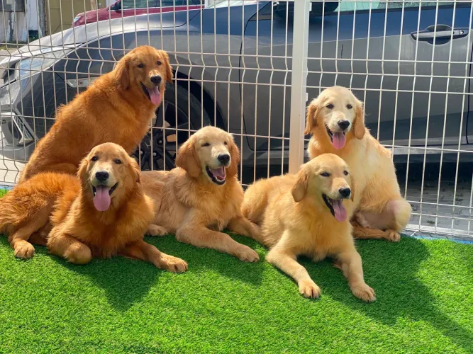 Golden Retriever. 7 meses. Todo vacinado! Entrada + o restante sem juros!
