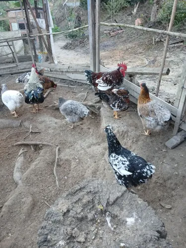 Galinha gsb balão