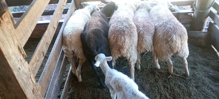 Ovelhas