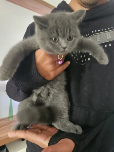Filhote premium British Shorthair Blue