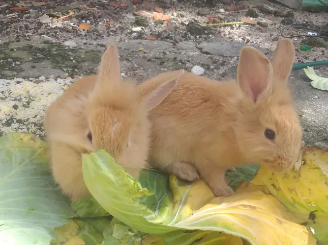 Animal coelhos