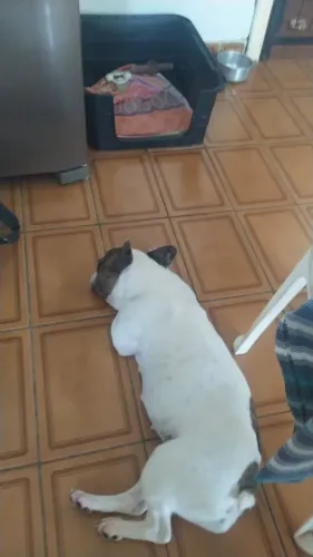Gente estou procurando minha cachorra que fugiu me ajudem