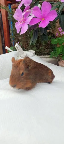 Porquinhos da índia