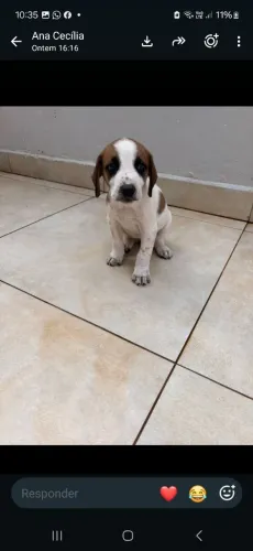Doação de filhote