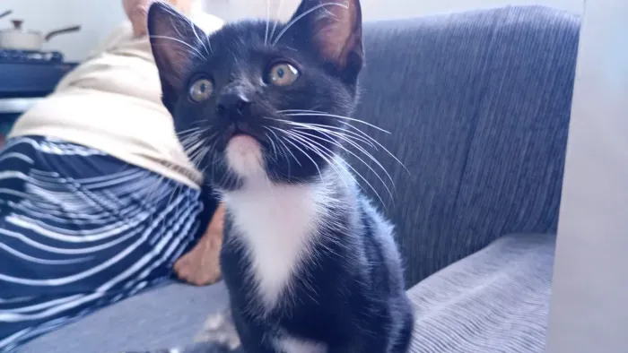 Gatos para doação