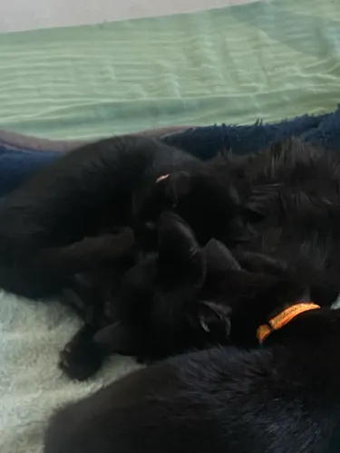 Doação gatos