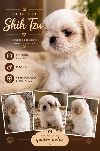 Filhote raça Shih Tzu
