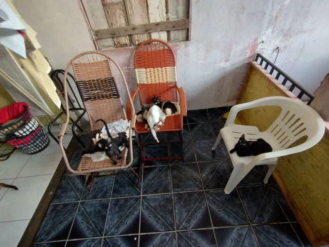? PRECISAMOS ENCONTRAR UM LAR PARA NOSSOS GATOS ?