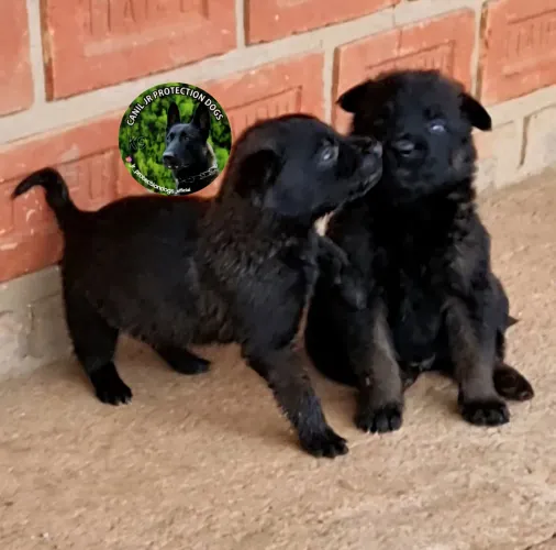 Pastor Belga de Malinois