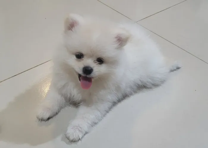 Filhotes Spitz Alemão Fêmea