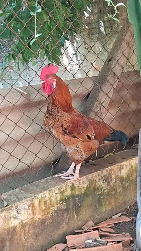 Galo caipira