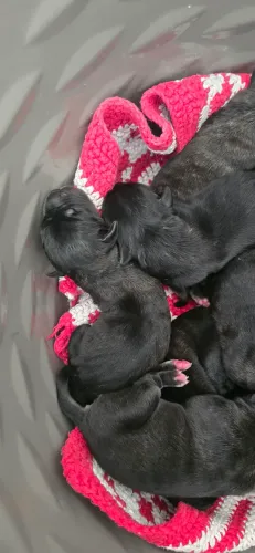 Cane Corso  Filhotes Lindos na cor Cinza, Preto e Tigrado 