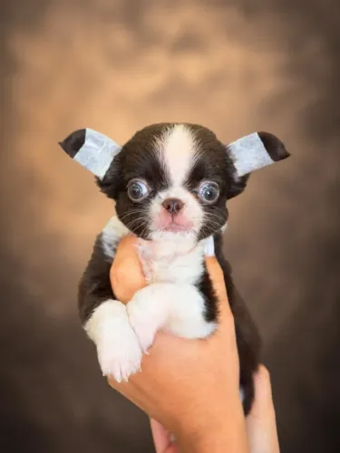 Chihuahua branco e chocolate esperando por você, pronta entrega