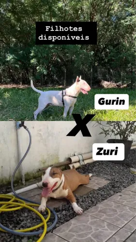 Filhotes de Bull terrier