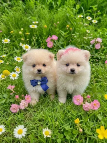 Spitz alemão fêmea