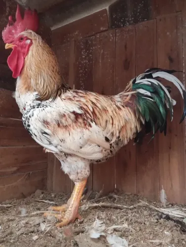 GSB galinha sertanejo balão