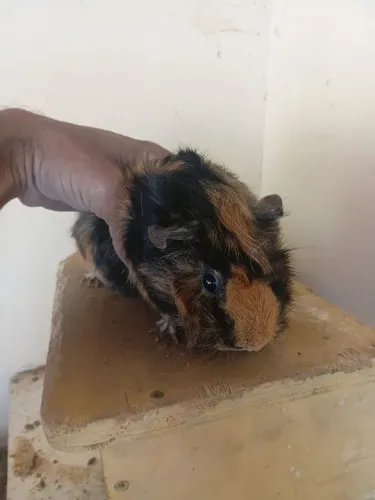 Porquinho da India