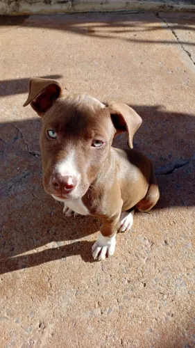 Pitbull Fêmea 