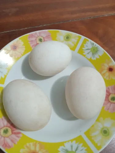 Ovos de ganso