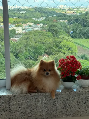 Lulu da Pomerania 
