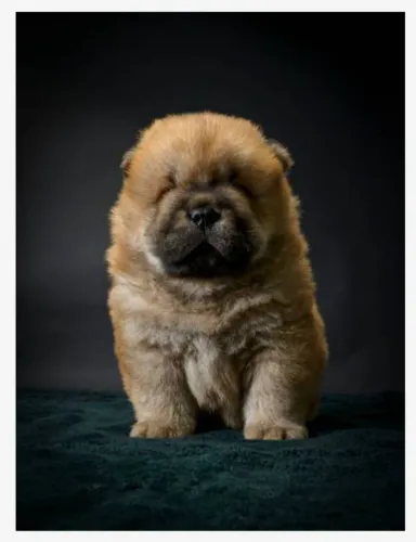 Maravilhosos Filhotes de Chow Chow - O Leãozinho de Língua Azul