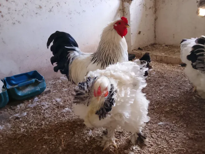 Criatório RBF Bramas láyt genética pura