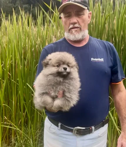 Perfeição define esse ursinho. Spitz com pedigree 