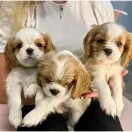 Cavalier King Charles Spaniel,Cavalier King Charles Spaniel Filhote Linda Linhagem Disponí